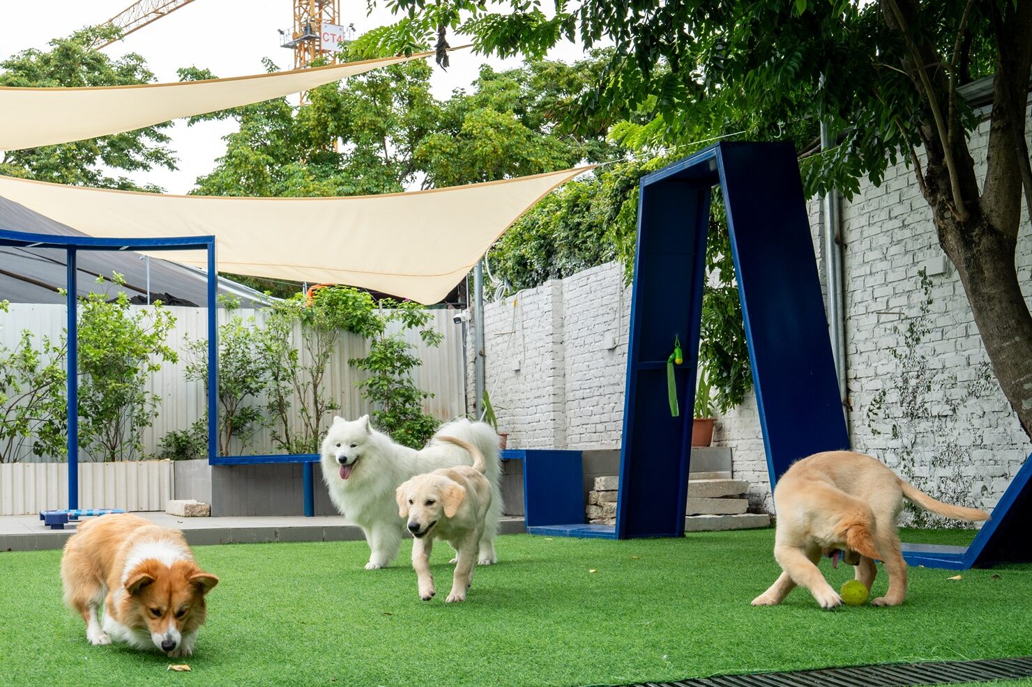 Three dogs — corgi, samoyed, golden retriever — playing on artificial turf at PupHub