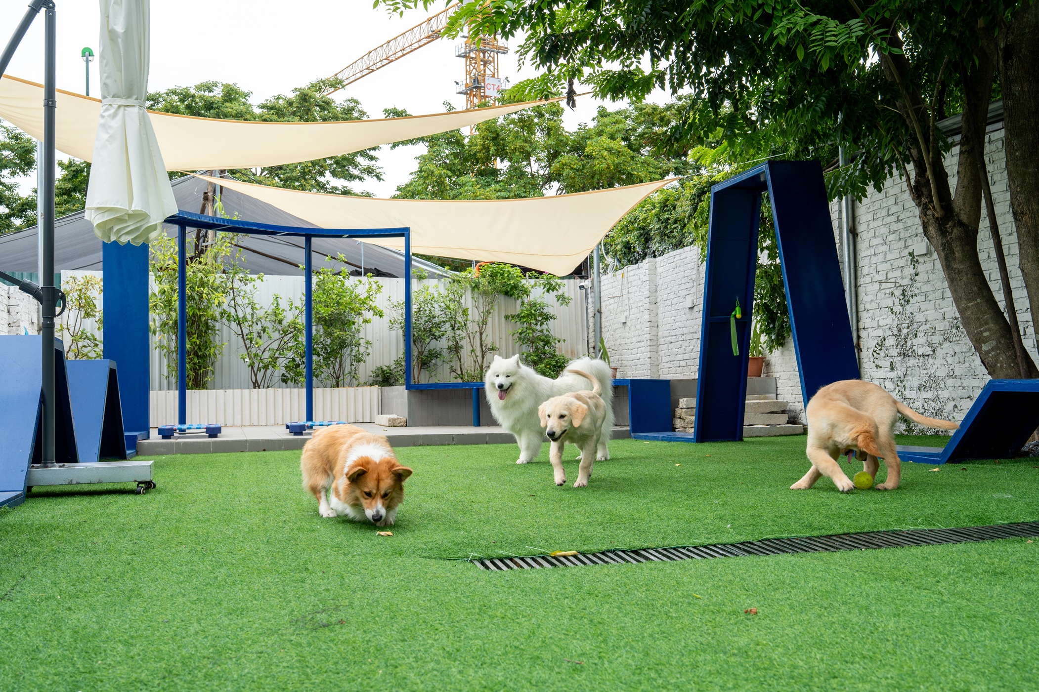 Three dogs — corgi, samoyed, golden retriever — playing on artificial turf at PupHub