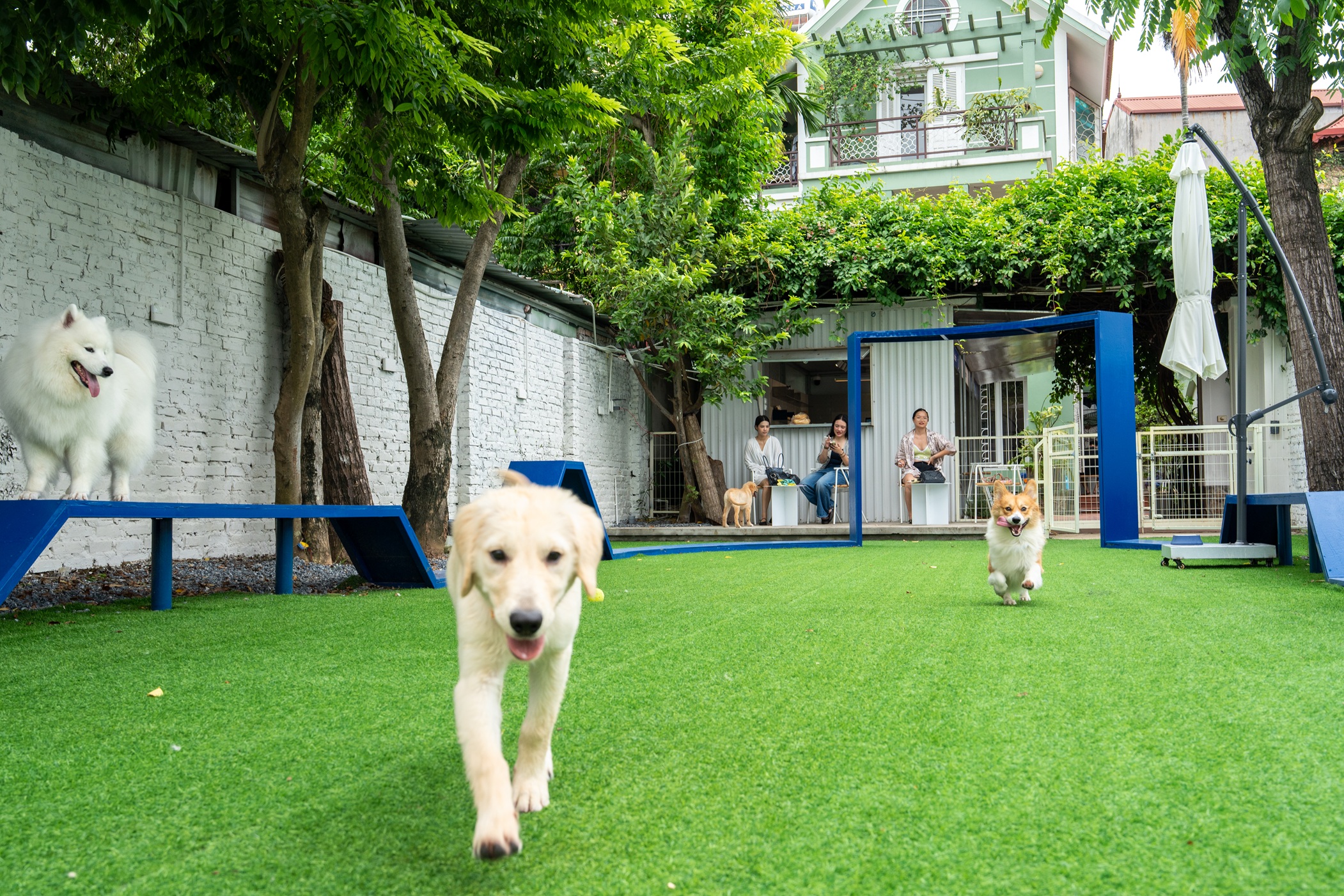 Golden retriever running at PupHub dog park, dogs playing and humans relaxing in background