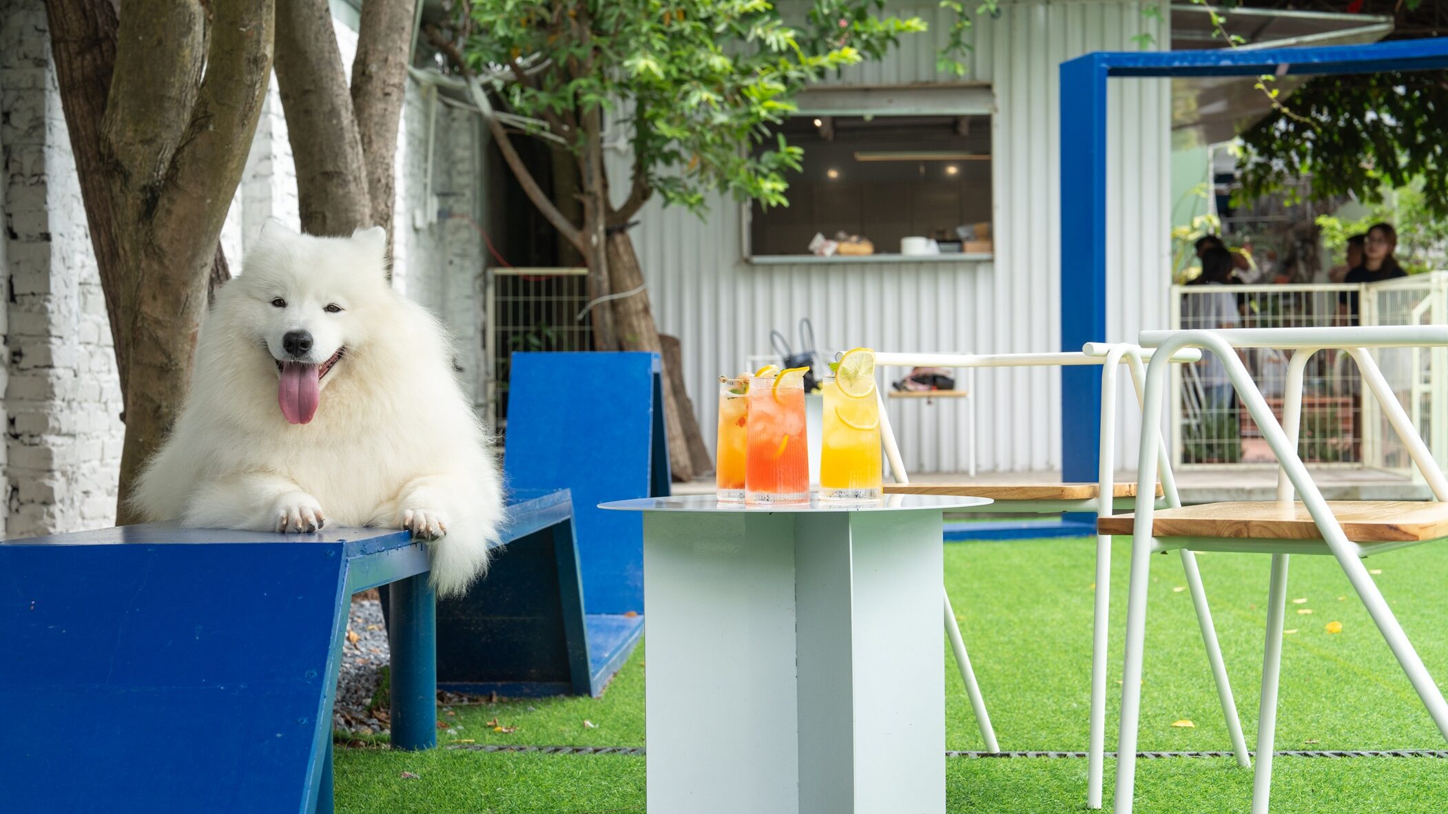 Samoyed relaxing next to fresh drinks at PupHub Cafe