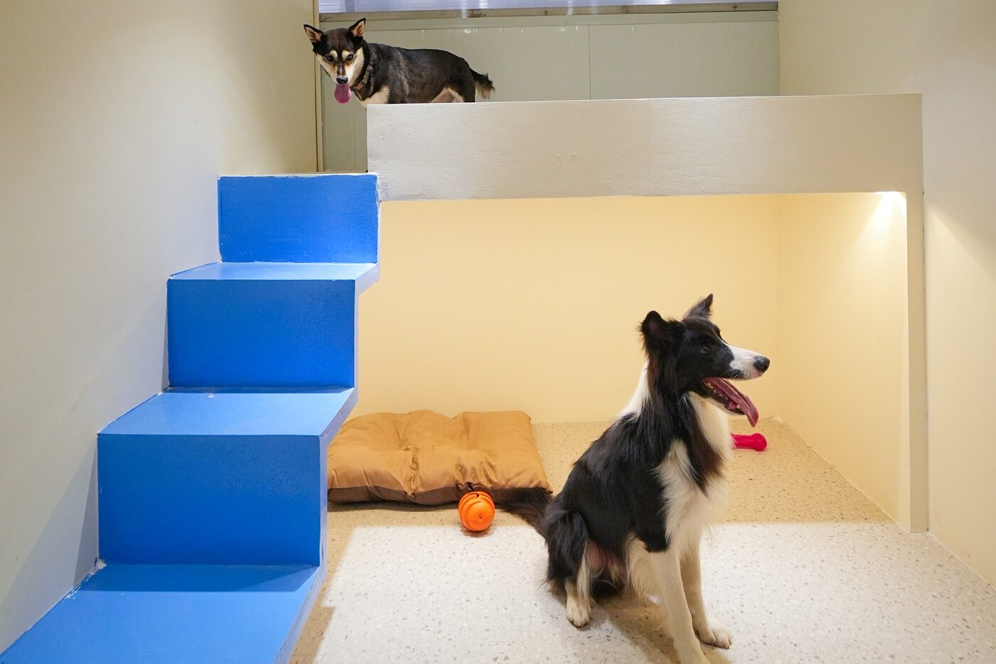 Border collie in PupHub Penthouse hotel suite with multi-level layout