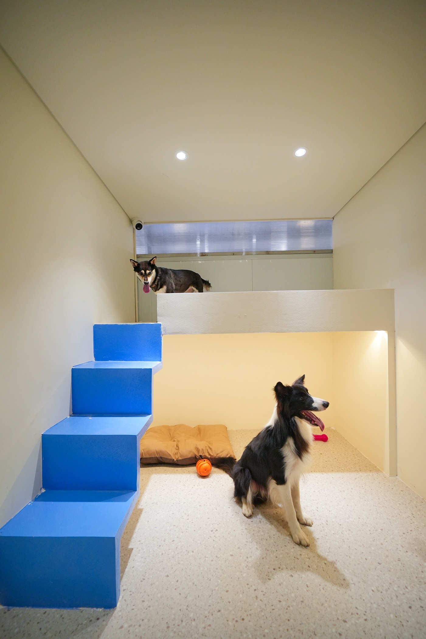 Border collie in PupHub Penthouse hotel suite with multi-level layout