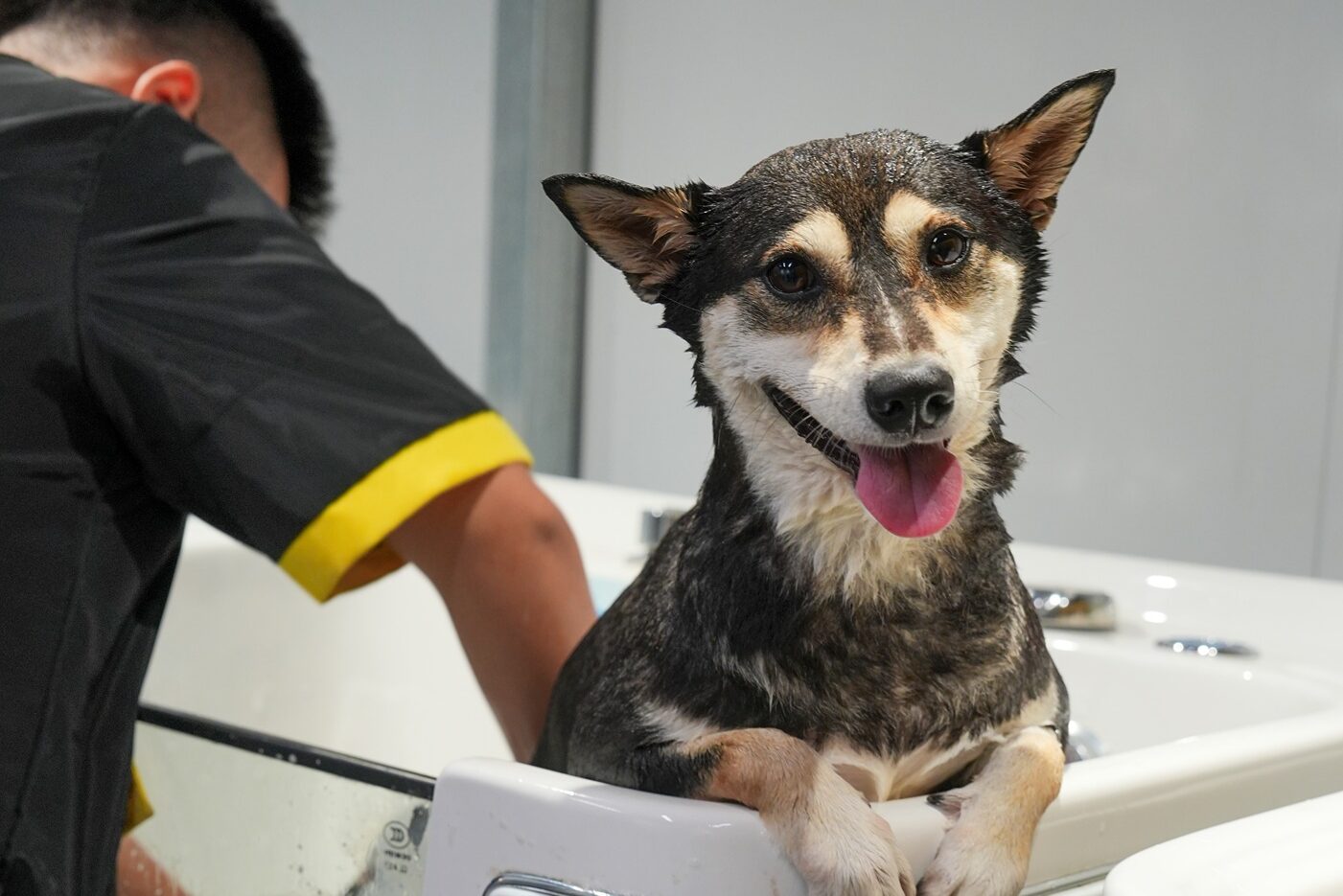 Shiba dog smiling in bathtub at PupHub Spa