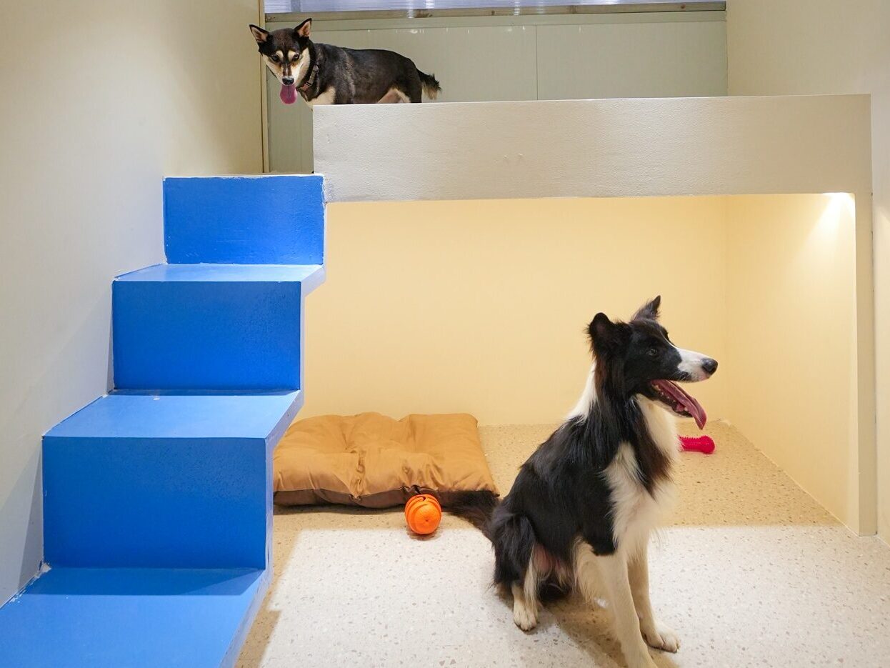 Border collie in PupHub Penthouse hotel suite with multi-level layout